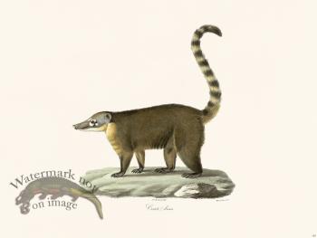 Cuvier 182 Coatis